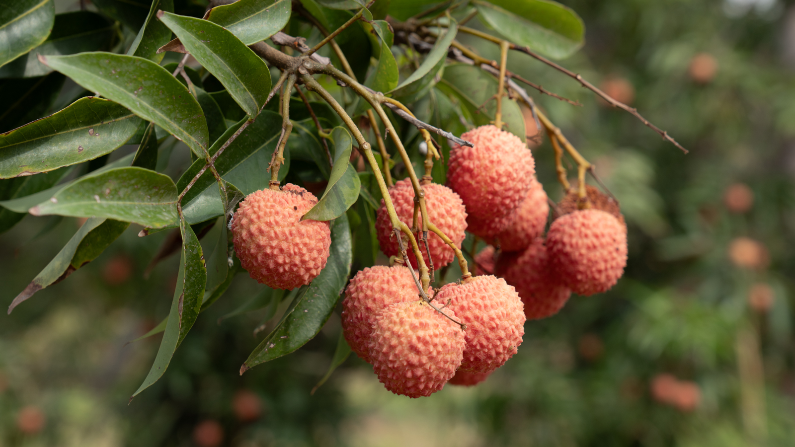 Litchi Kwai Mai Pink